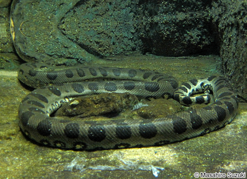 オオアナコンダ Eunectes murinus