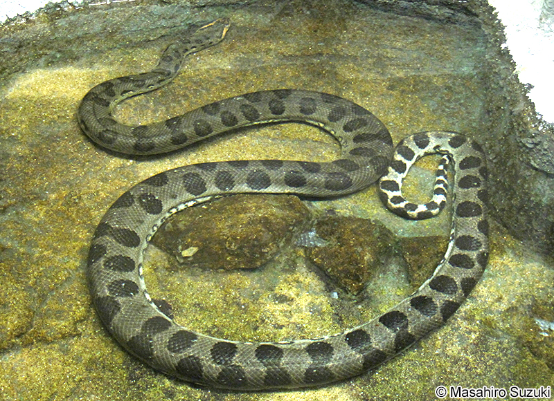 オオアナコンダ Eunectes murinus