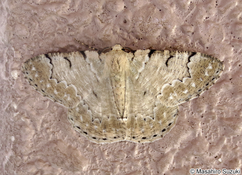 オオアヤシャク Pachista superans