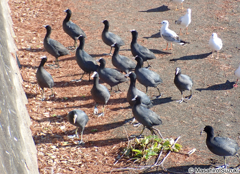 オオバン Fulica atra