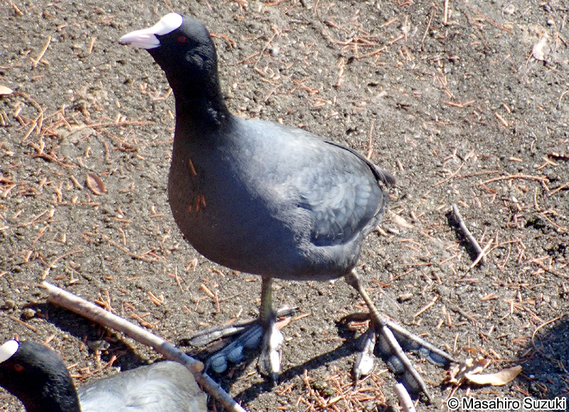 オオバン Fulica atra