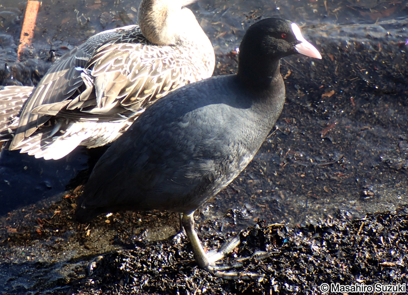 オオバン Fulica atra