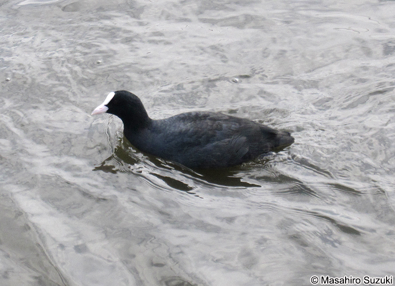 オオバン Fulica atra