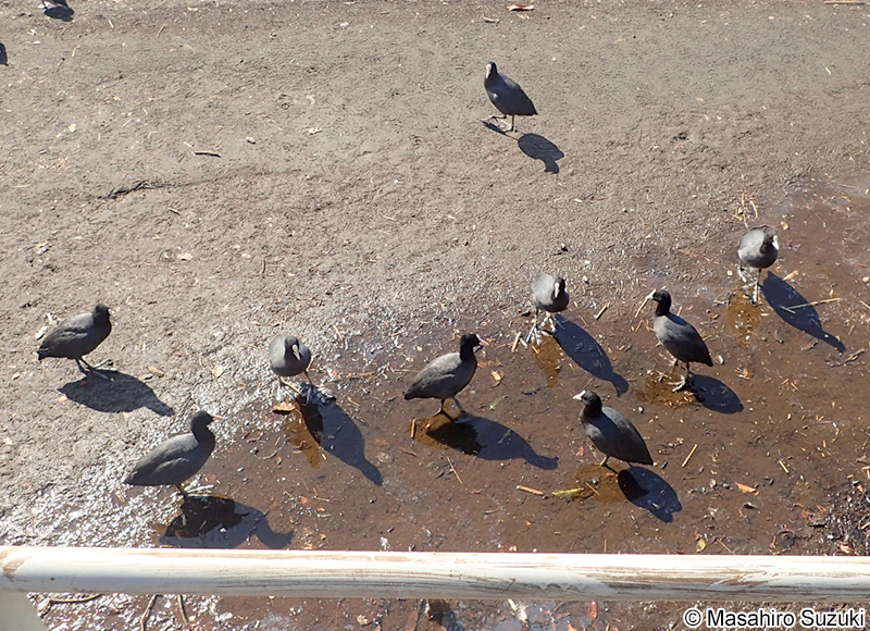 オオバン Fulica atra