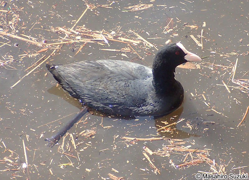 オオバン Fulica atra
