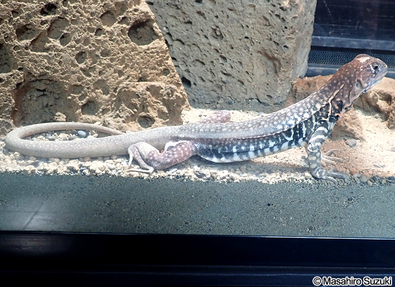 オオバタフライアガマ Leiolepis guttata