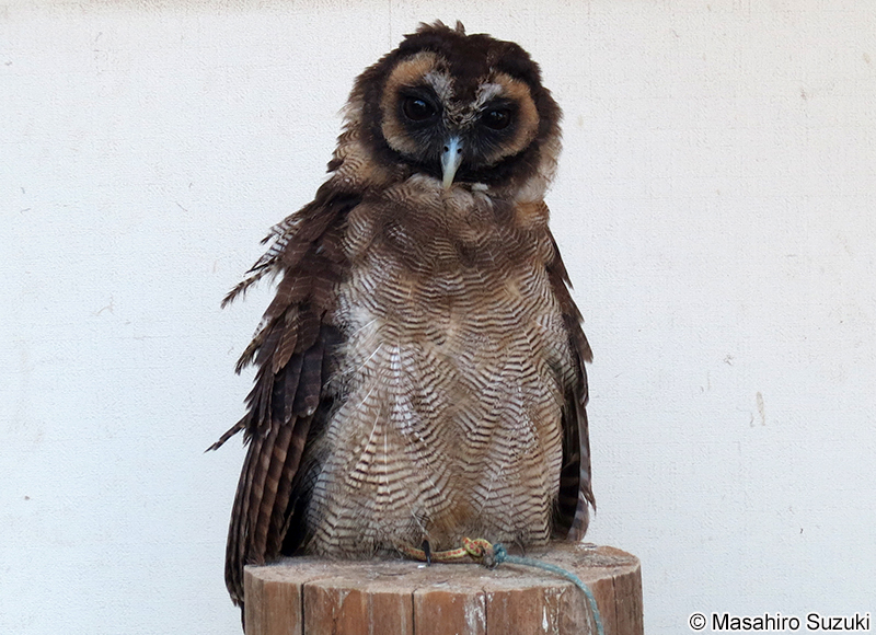 オオフクロウ Strix leptogrammica