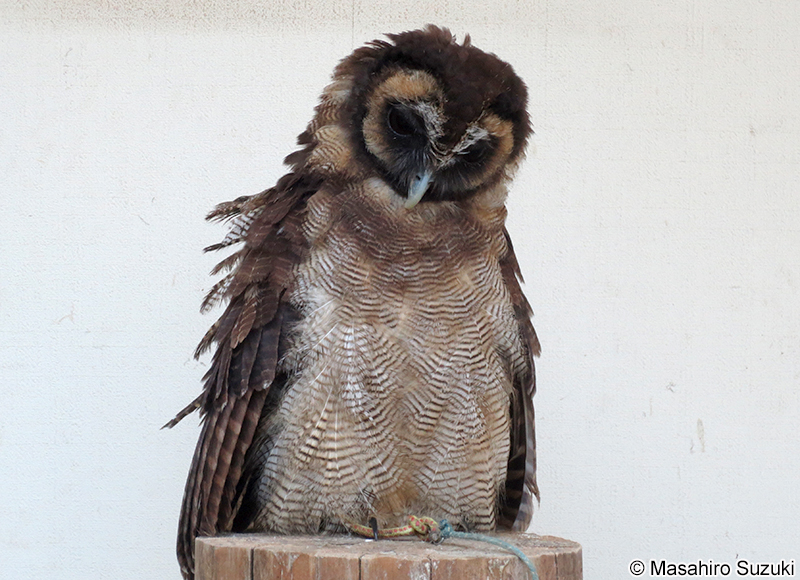 オオフクロウ Strix leptogrammica