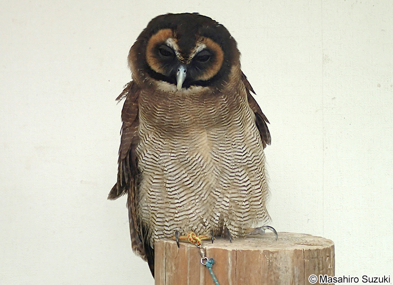 オオフクロウ Strix leptogrammica