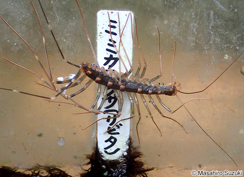 オオゲジ Thereuopoda clunifera