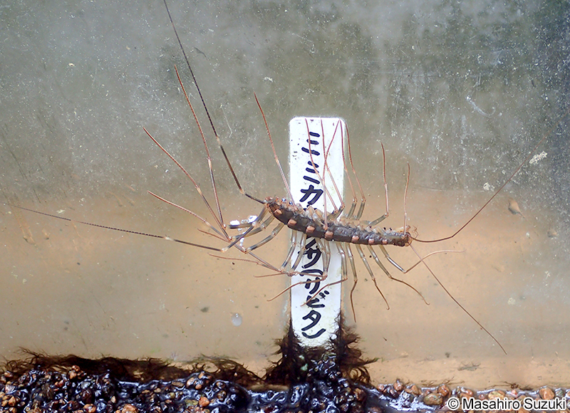 オオゲジ Thereuopoda clunifera