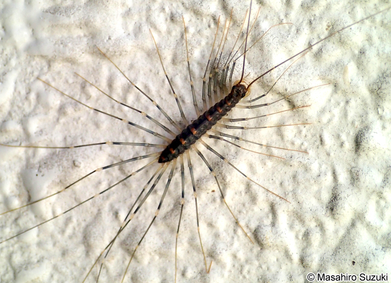 オオゲジ Thereuopoda clunifera