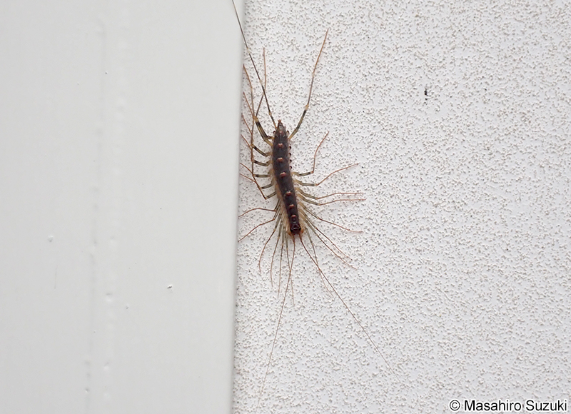 オオゲジ Thereuopoda clunifera