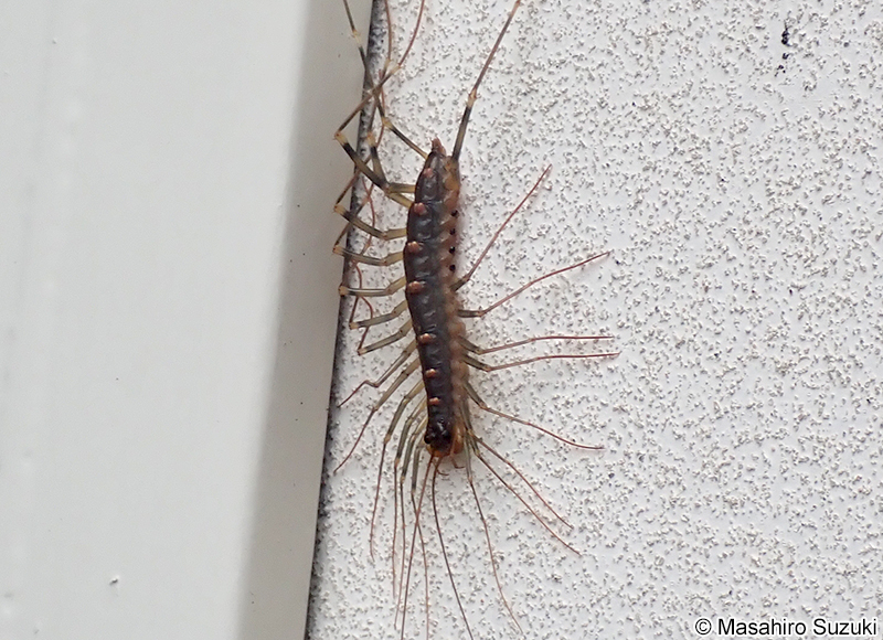 オオゲジ Thereuopoda clunifera