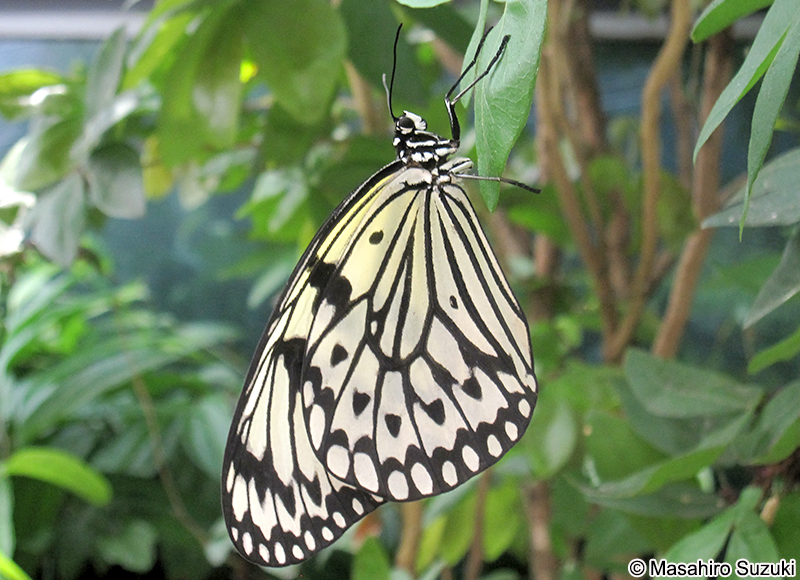 オオゴマダラ Idea leuconoe