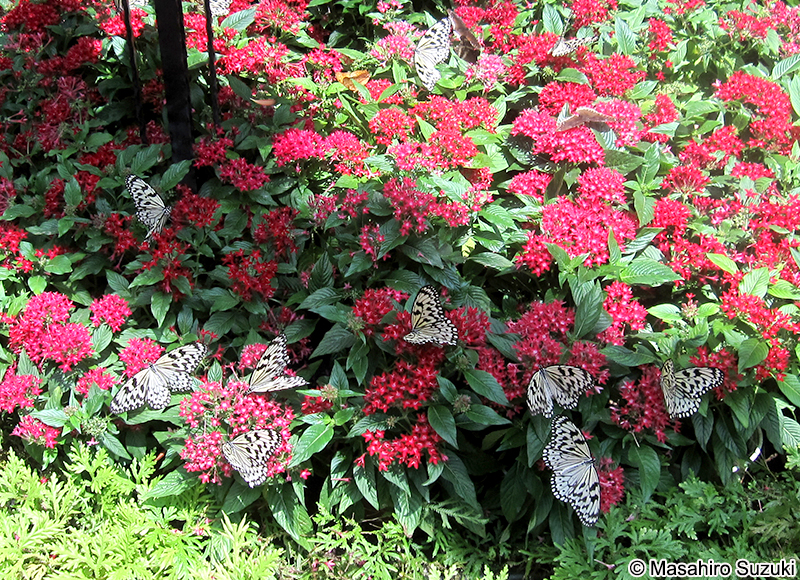 オオゴマダラ Idea leuconoe