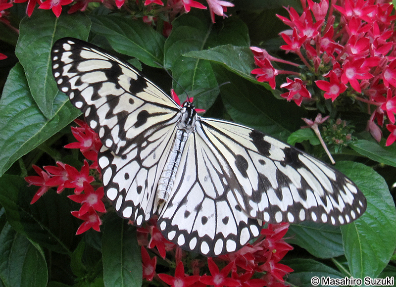 オオゴマダラ Idea leuconoe