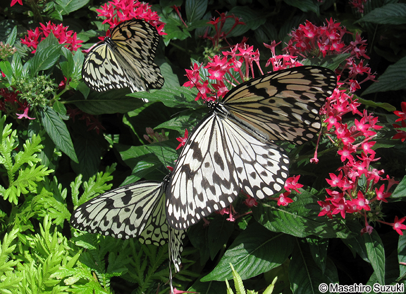 オオゴマダラ Idea leuconoe