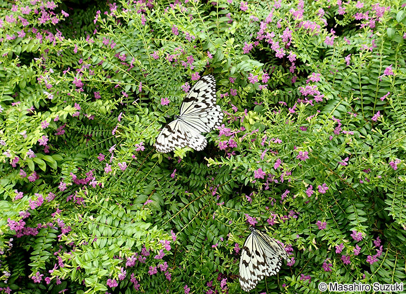 オオゴマダラ Idea leuconoe