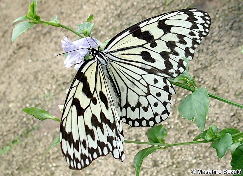 オオゴマダラ Idea leuconoe