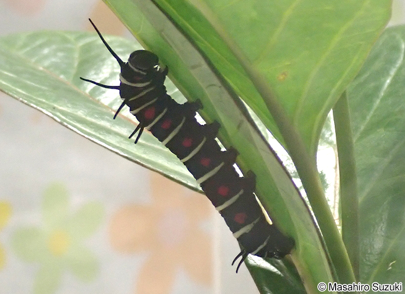 オオゴマダラの幼虫
