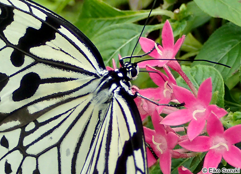 オオゴマダラ Idea leuconoe