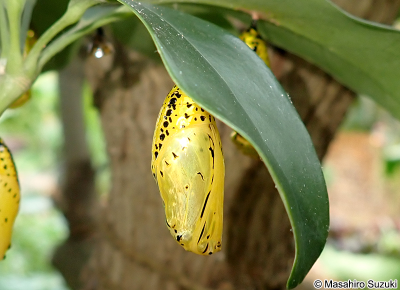 オオゴマダラの蛹