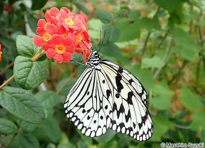 オオゴマダラ Idea leuconoe