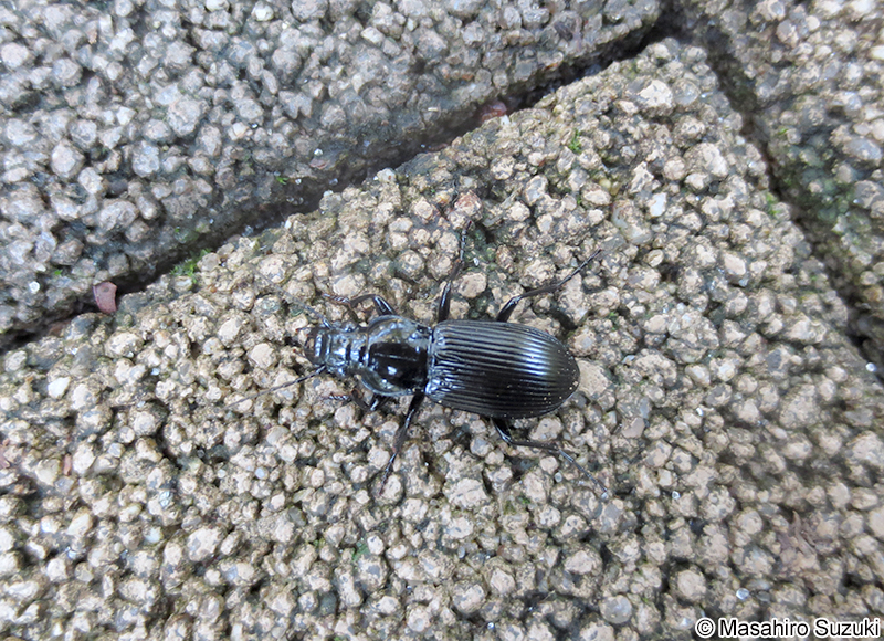 オオゴミムシ Lesticus magnus