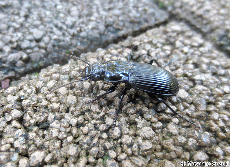 オオゴミムシ Lesticus magnus