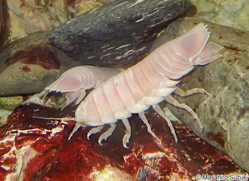 オオグソクムシ Bathynomus doederleinii
