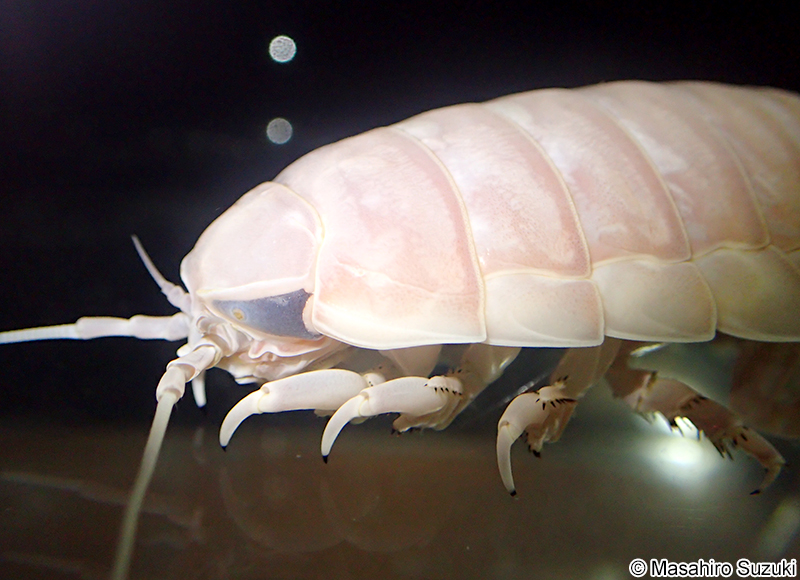 オオグソクムシ Bathynomus doederleinii