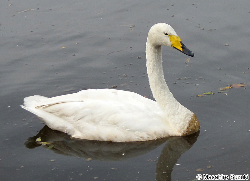 オオハクチョウ Cygnus cygnus