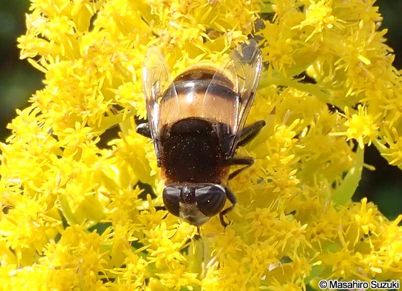 オオハナアブ Phytomia zonata