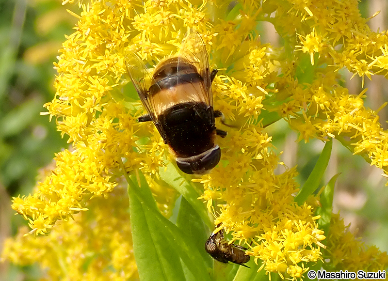 オオハナアブ Phytomia zonata