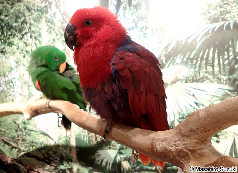 オオハナインコ Eclectus roratus
