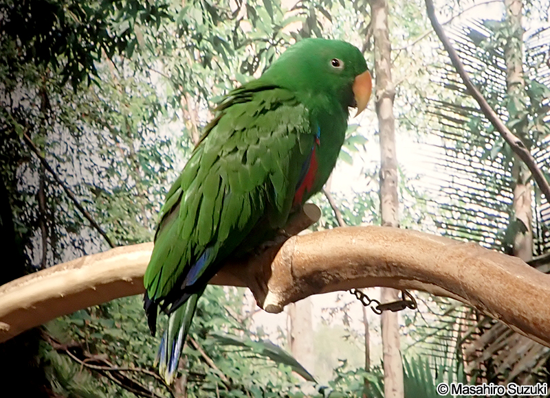 オオハナインコ Eclectus roratus