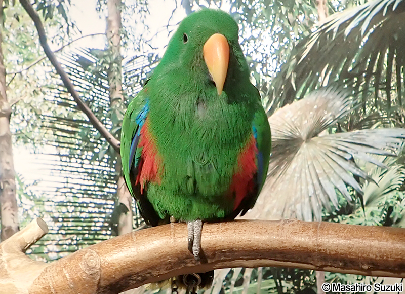 オオハナインコ Eclectus roratus