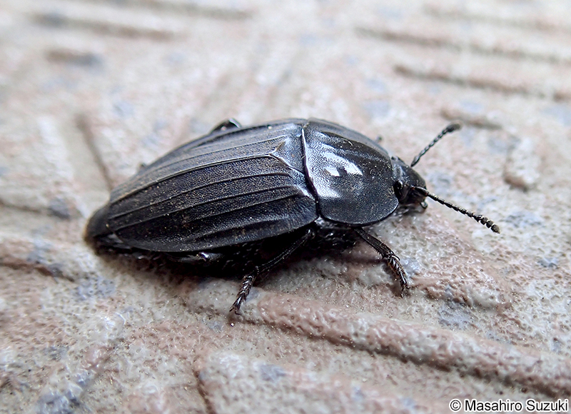 オオヒラタシデムシ Eusilpha japonica