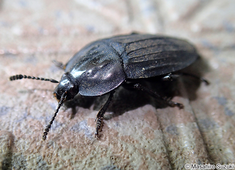 オオヒラタシデムシ Eusilpha japonica