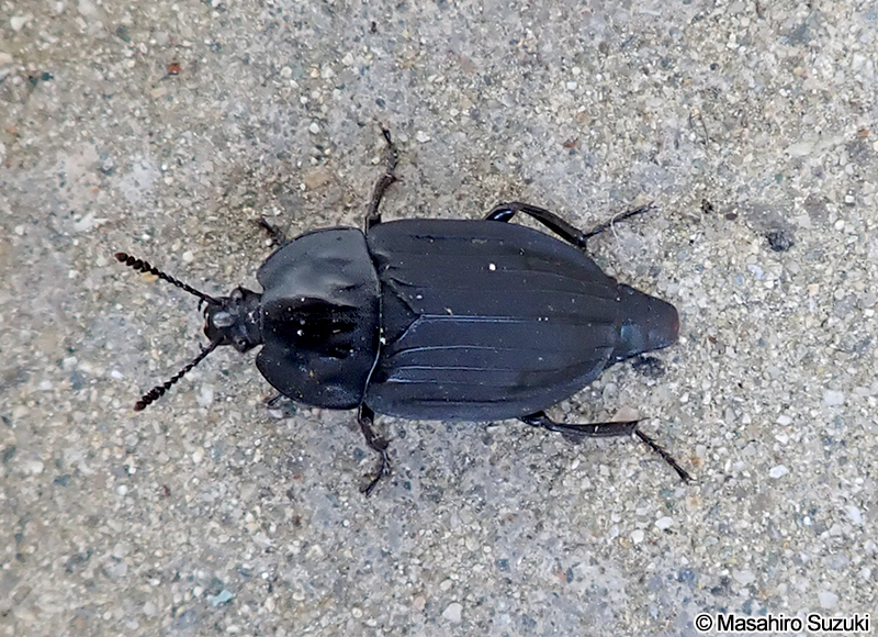 オオヒラタシデムシ Eusilpha japonica
