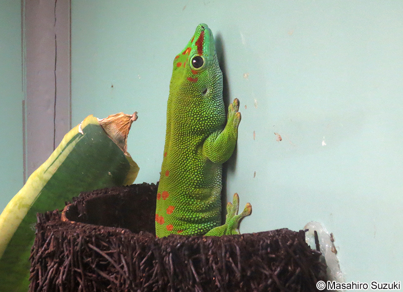 オオヒルヤモリ Phelsuma madagascariensis