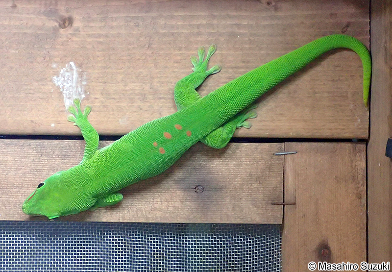 オオヒルヤモリ Phelsuma madagascariensis