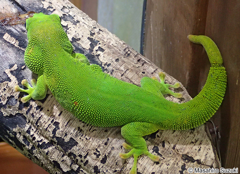 オオヒルヤモリ Phelsuma madagascariensis
