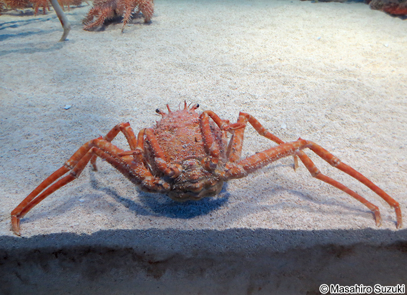 オオホモラ Paromola japonica