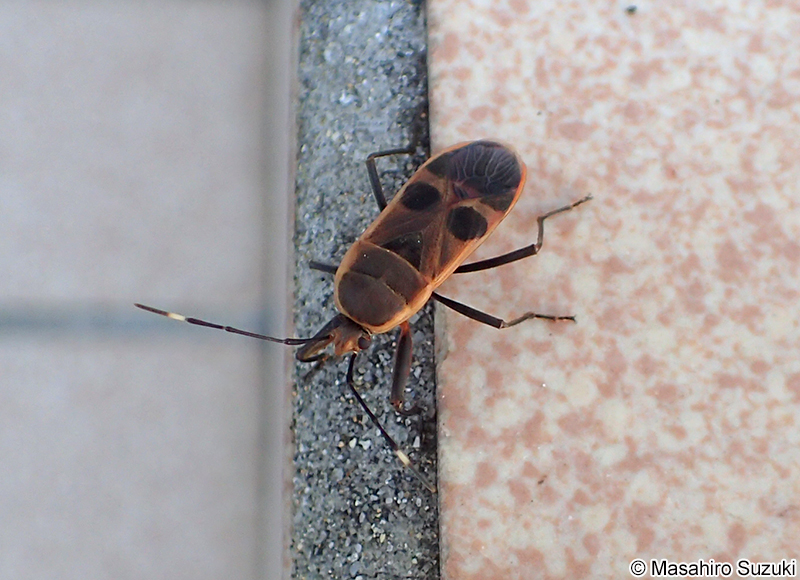 オオホシカメムシ Physopelta gutta