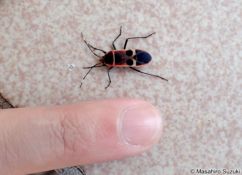 オオホシカメムシ Physopelta gutta