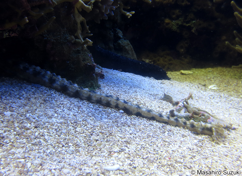 オオイカリナマコ Synapta maculata