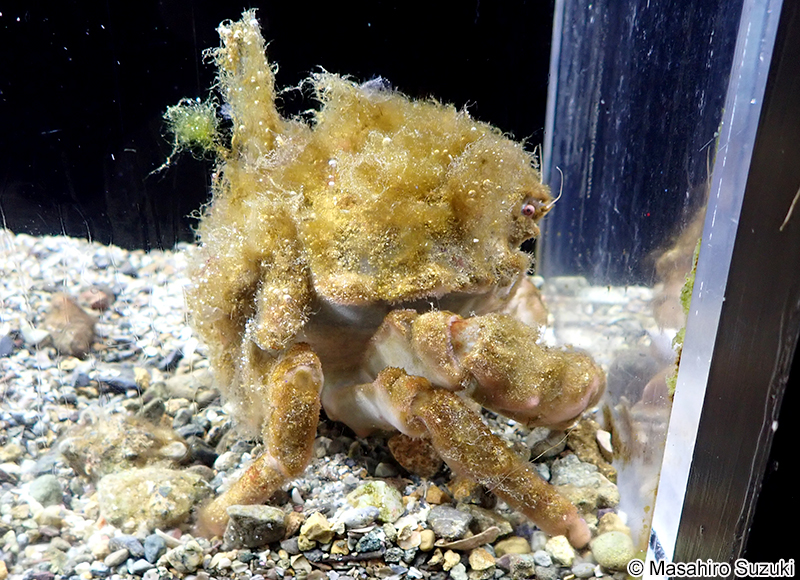 オオカイカムリ Tumidodromia dormia