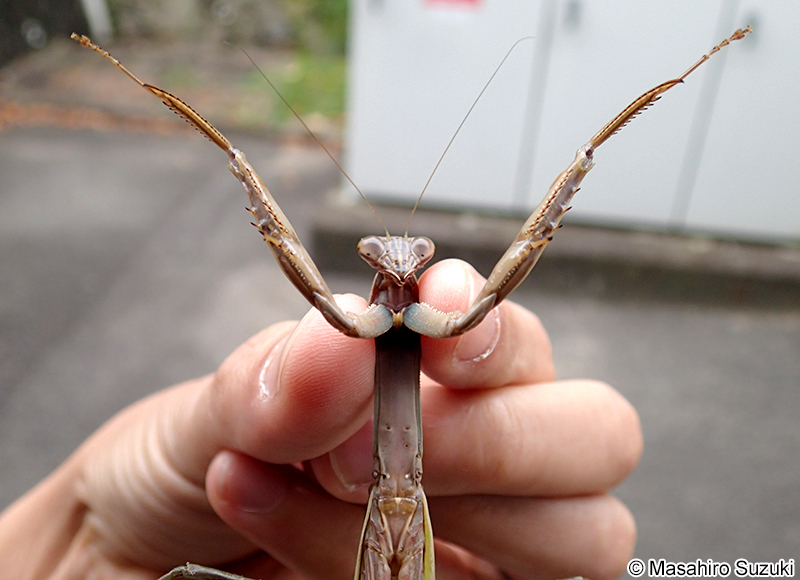 オオカマキリ Tenodera aridifolia